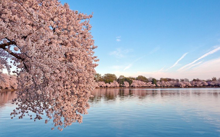 небо, вода, цветение, пейзаж, весна, сакура, the sky, water, flowering, landscape, spring, sakura