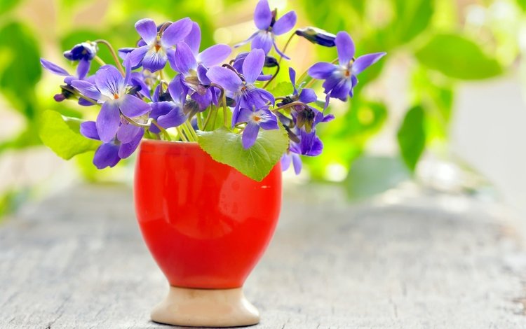 цветы, ваза, фиолетовые, фиалки, flowers, vase, purple, violet