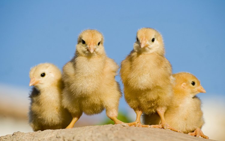 птицы, птенцы, цыплята, tamassio, birds, chicks, chickens