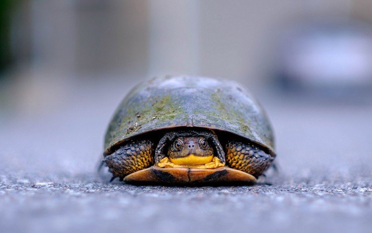 природа, фон, черепаха, панцирь, nature, background, turtle, shell