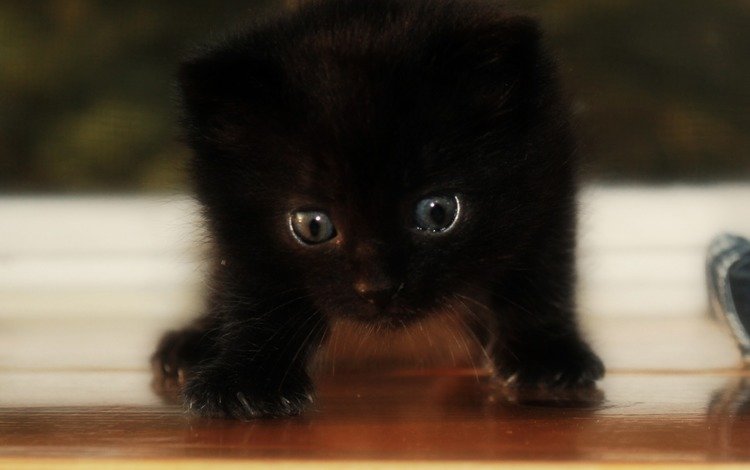 глаза, кот, мордочка, кошка, взгляд, котенок, черный, eyes, cat, muzzle, look, kitty, black
