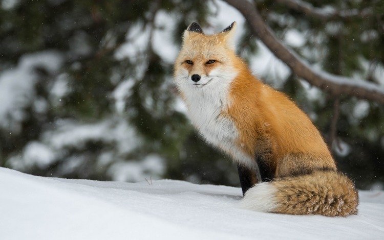 зима, лиса, лисица, winter, fox