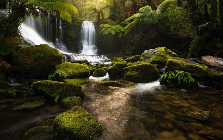 река, природа, камни, лес, водопад, джунгли, тасмания, river, nature, stones, forest, waterfall, jungle, tasmania