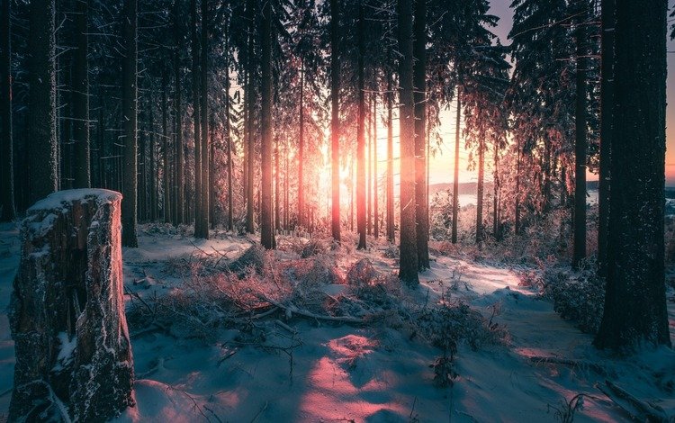 свет, деревья, снег, природа, лес, зима, стволы, light, trees, snow, nature, forest, winter, trunks