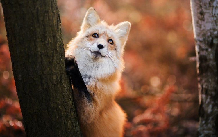 глаза, дерево, взгляд, лиса, хищник, лисица, eyes, tree, look, fox, predator