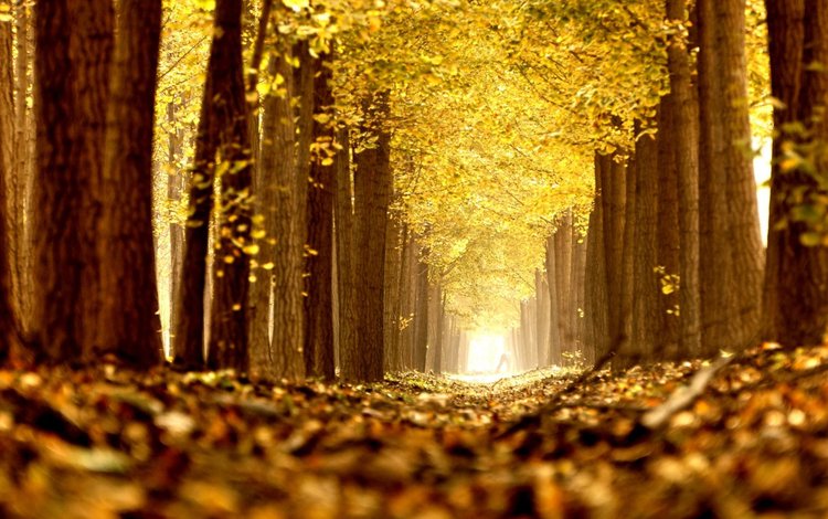 деревья, природа, листья, парк, осень, аллея, trees, nature, leaves, park, autumn, alley