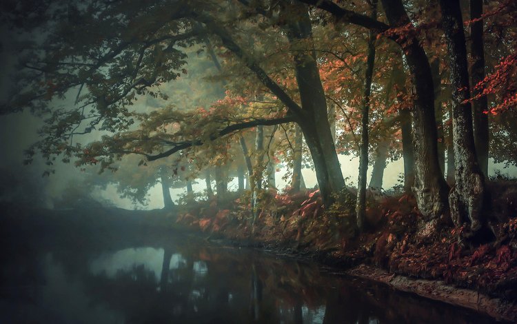 река, природа, лес, отражение, туман, осень, patrice thomas, river, nature, forest, reflection, fog, autumn