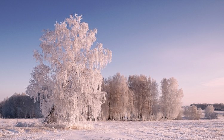 деревья, снег, природа, зима, пейзаж, иней, trees, snow, nature, winter, landscape, frost
