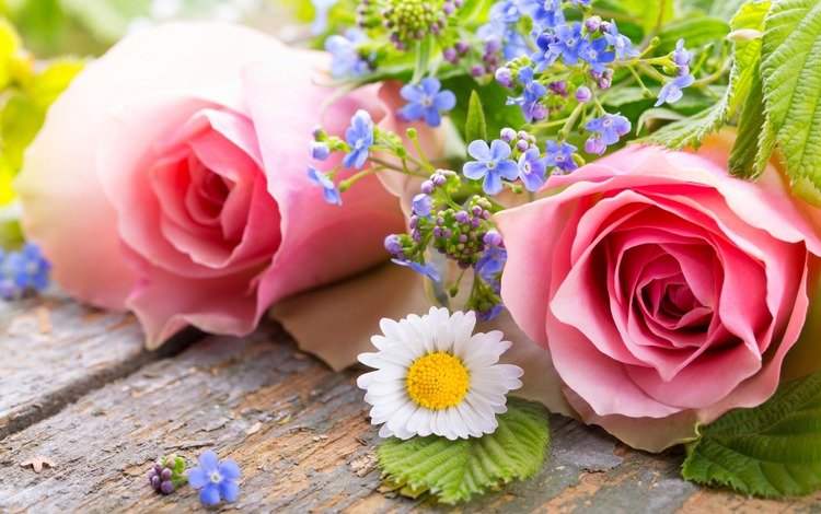 цветы, бутоны, розы, лепестки, ромашка, незабудки, flowers, buds, roses, petals, daisy, forget-me-nots