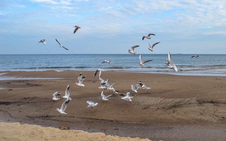 море, полет, пляж, крылья, птицы, чайки, sea, flight, beach, wings, birds, seagulls