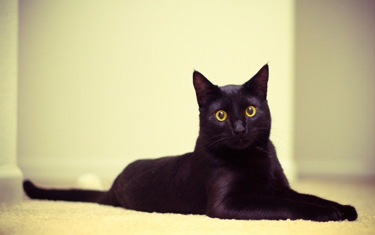 глаза, мордочка, кошка, взгляд, черный кот, eyes, muzzle, cat, look, black cat