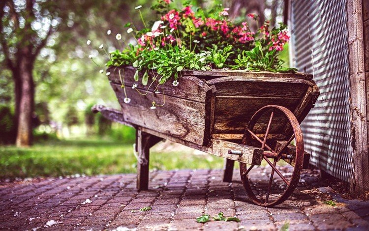 цветы, сад, тележка, flowers, garden, truck