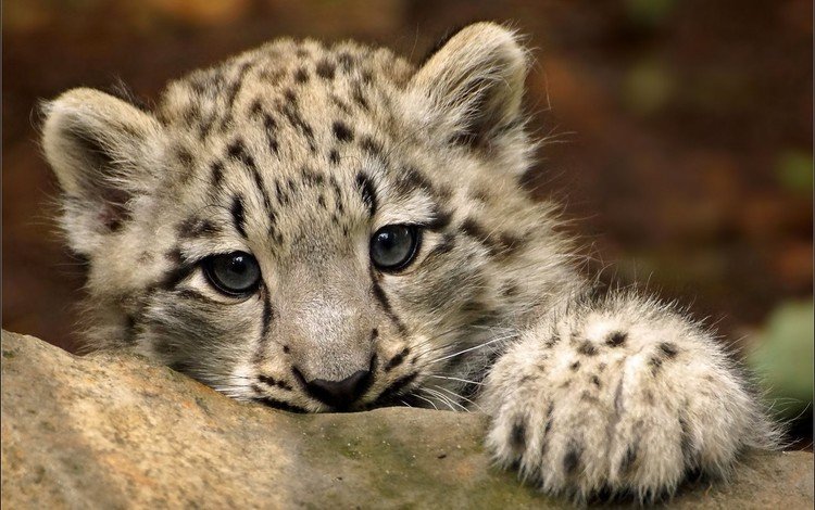 глаза, мордочка, взгляд, снежный барс, ирбис, детеныш, eyes, muzzle, look, snow leopard, irbis, cub