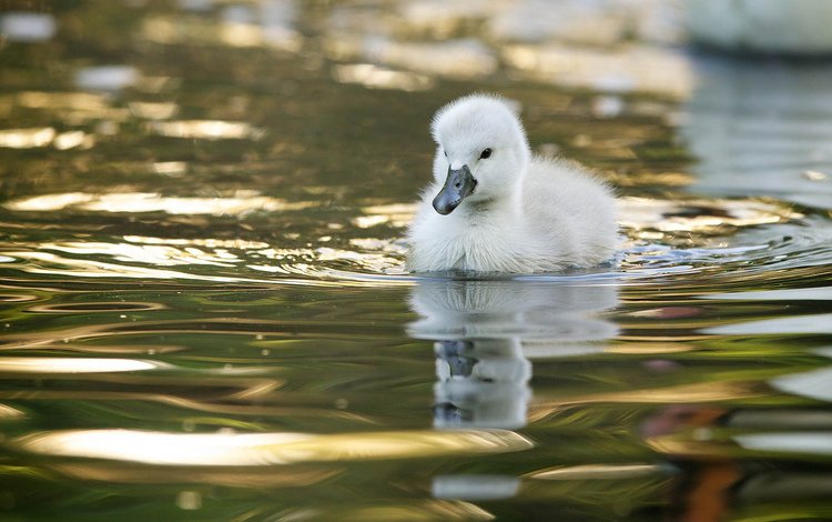 вода, птенец, отражение, птица, малыш, лебедь, лебедёнок, water, chick, reflection, bird, baby, swan, lebedenko