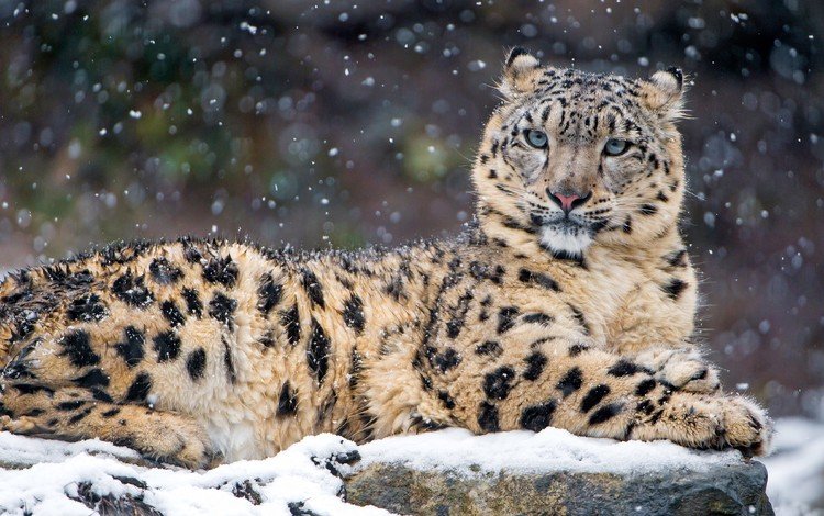 снег, зима, хищник, снежный барс, ирбис, snow, winter, predator, snow leopard, irbis
