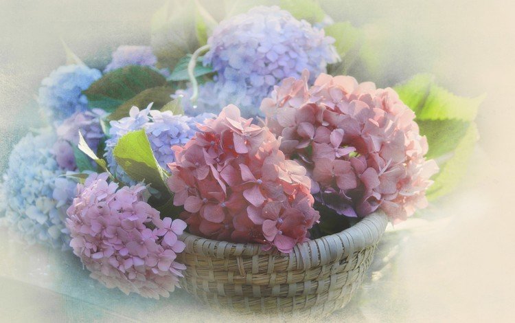 цветы, размытость, соцветия, корзинка, гортензия, flowers, blur, inflorescence, basket, hydrangea
