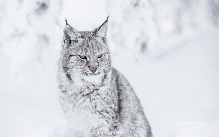 зима, рысь, хищник, большая кошка, winter, lynx, predator, big cat