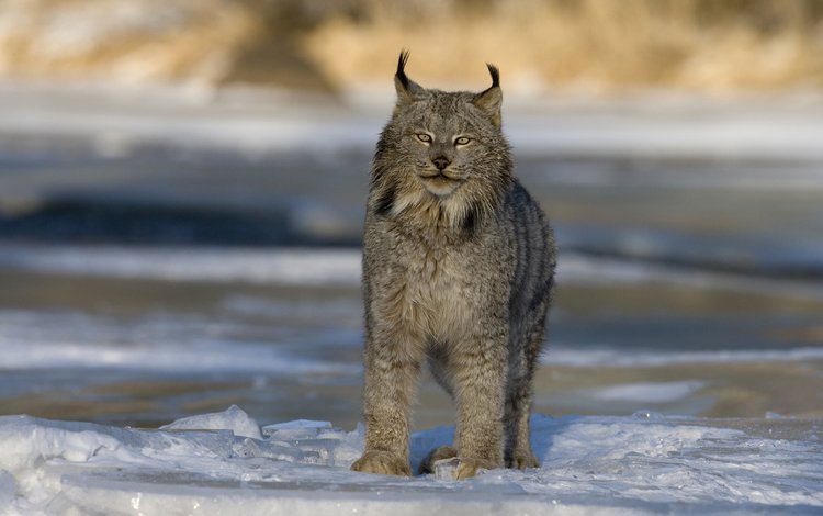 зима, рысь, хищник, большая кошка, канада, winter, lynx, predator, big cat, canada