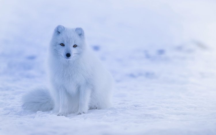 снег, хищник, песец, полярная лисица, арктическая лиса, snow, predator, fox, polar fox, arctic fox