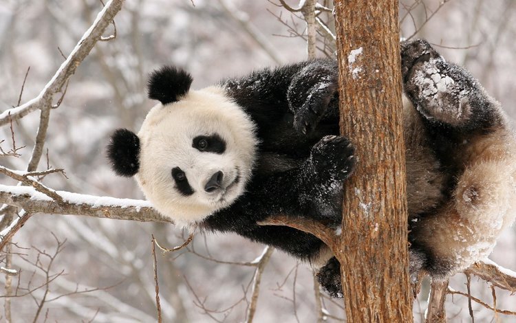 снег, дерево, панда, животное, snow, tree, panda, animal