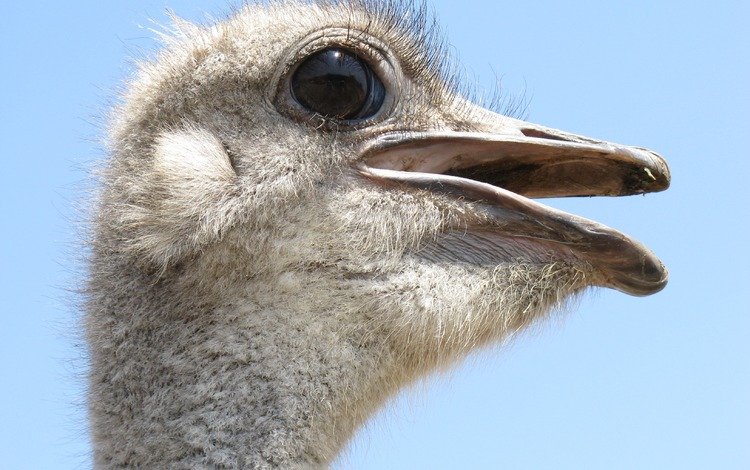 профиль, птица, клюв, крупным планом, страус, profile, bird, beak, closeup, ostrich
