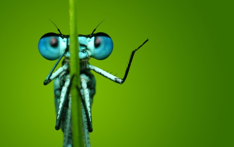 глаза, макро, насекомое, фон, стрекоза, eyes, macro, insect, background, dragonfly