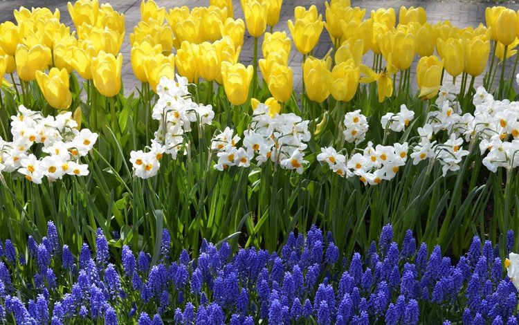 цветы, весна, тюльпаны, нарциссы, гиацинты, весенние цветы, flowers, spring, tulips, daffodils, hyacinths, spring flowers