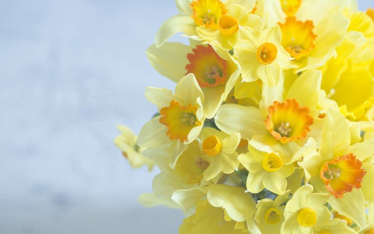 цветы, фон, букет, нарциссы, flowers, background, bouquet, daffodils