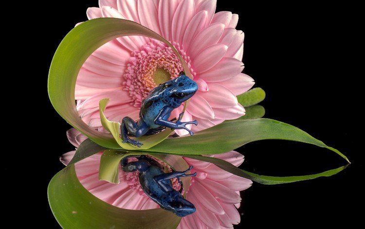 отражение, цветок, лягушка, черный фон, гербера, голубой древолаз, reflection, flower, frog, black background, gerbera, blue dendrobates