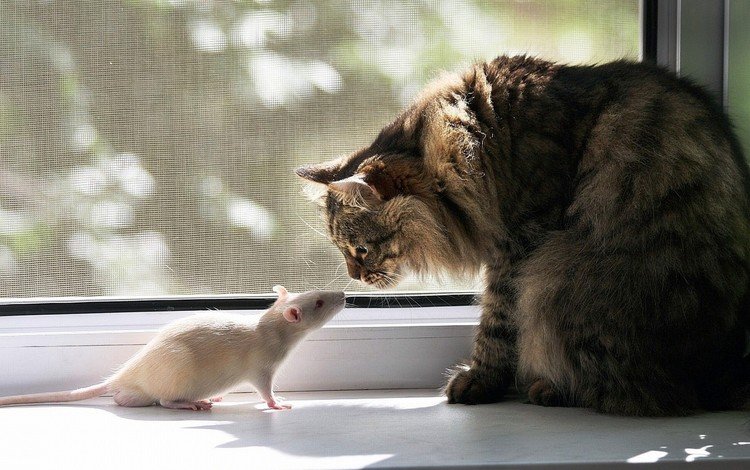 кот, кошка, окно, дружба, крыса, подоконник, знакомство, cat, window, friendship, rat, sill, familiarity