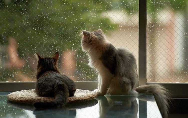 капли, дом, дождь, коты, окно, кошки, стекло, drops, house, rain, cats, window, glass