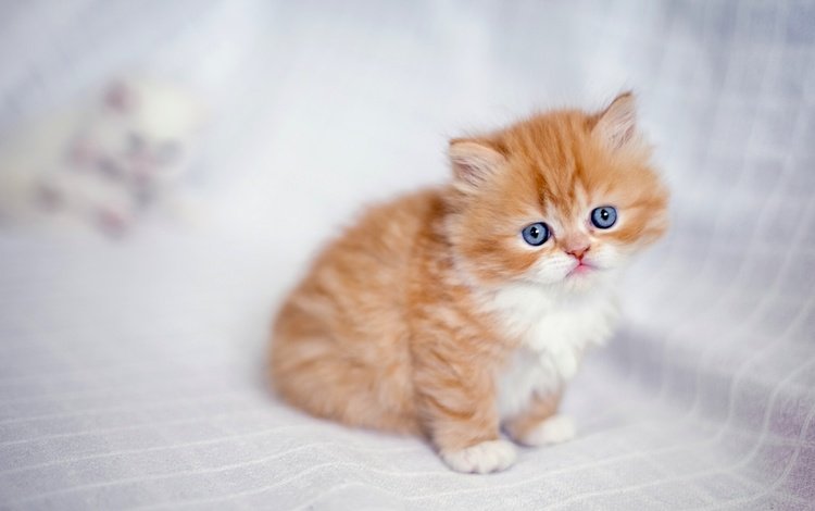 глаза, кот, мордочка, кошка, взгляд, котенок, рыжий, eyes, cat, muzzle, look, kitty, red