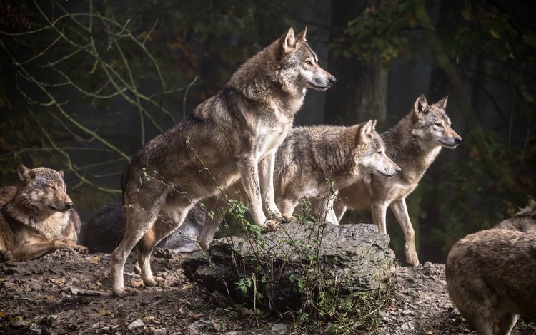 деревья, лес, хищники, волки, стая, волк, стая волков, trees, forest, predators, wolves, pack, wolf, a pack of wolves