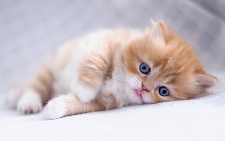 глаза, кот, кошка, взгляд, котенок, рыжий, персидская кошка, eyes, cat, look, kitty, red, persian cat