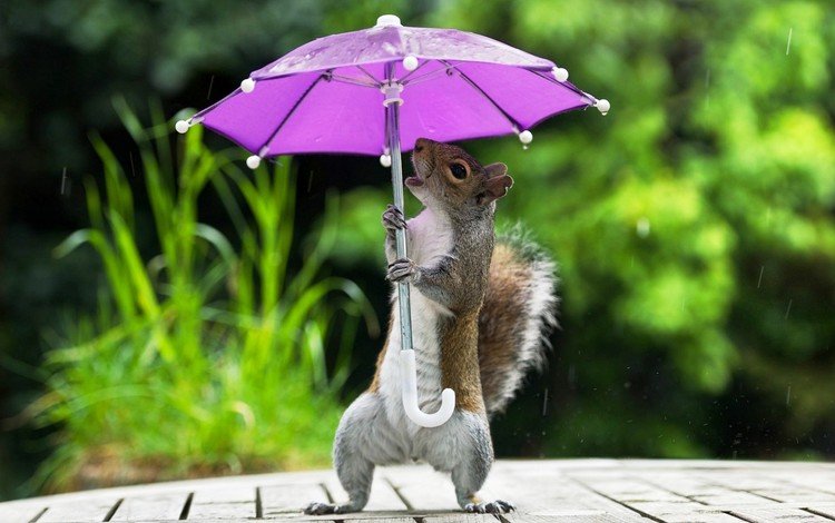 фон, юмор, белка, зонтик, лапки, background, humor, protein, umbrella, legs