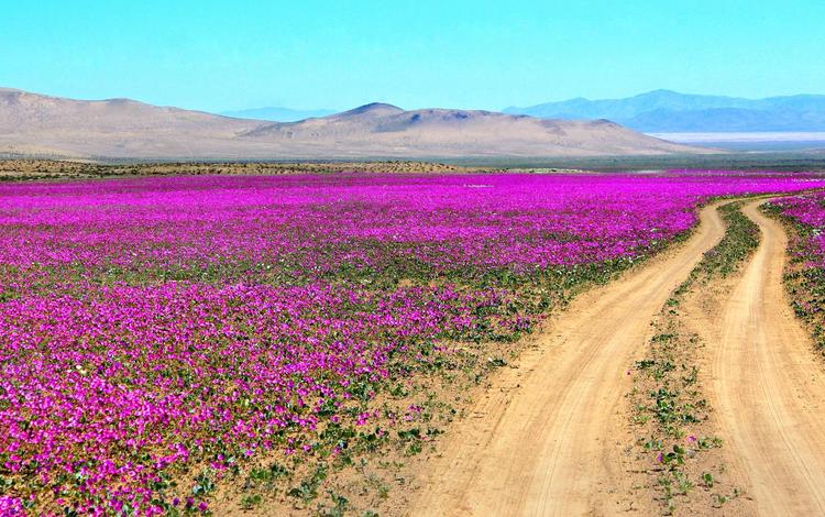 дорога, цветы, горы, пустыня, чили, атакама, road, flowers, mountains, desert, chile, atacama