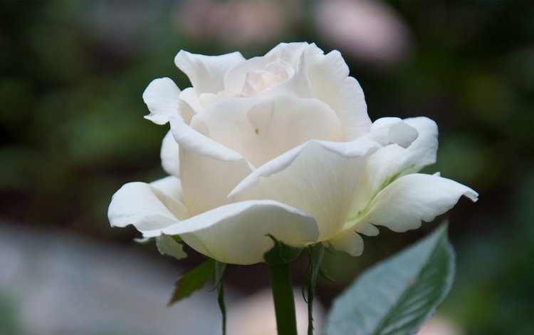 цветок, роза, лепестки, белый, крупный план, flower, rose, petals, white, close-up