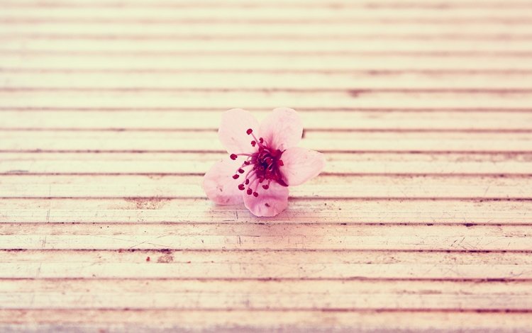 цветок, розовый, поверхность, flower, pink, surface
