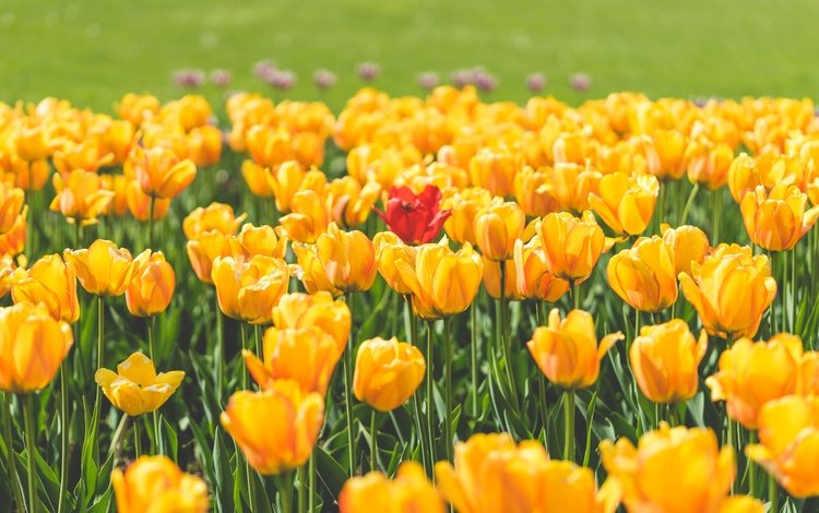 цветы, лепестки, красный, тюльпаны, тюльпан, желтые, flowers, petals, red, tulips, tulip, yellow