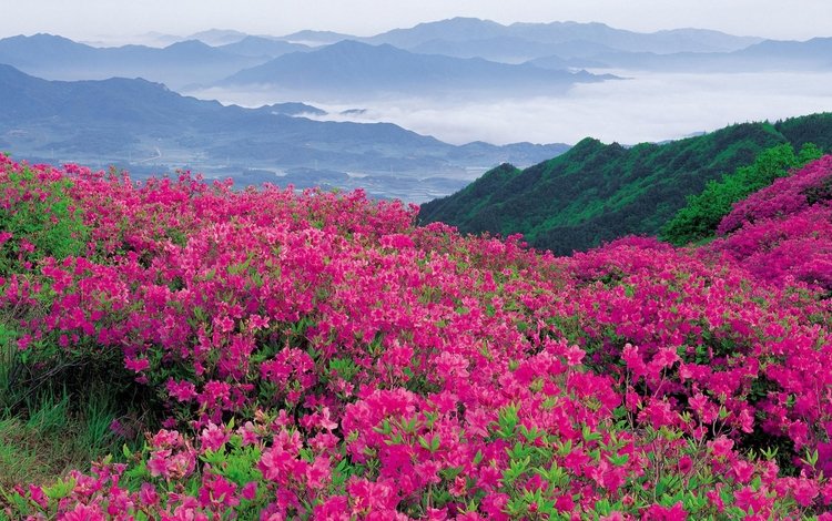 цветы, природа, склон, гора, долина, рододендроны, flowers, nature, slope, mountain, valley, rhododendrons