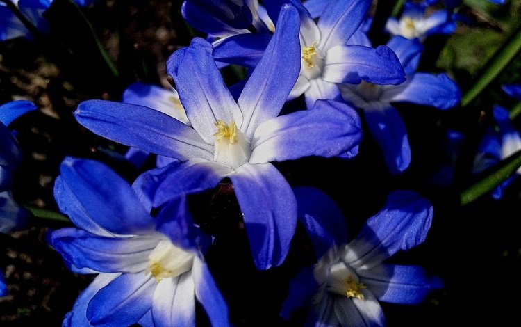 цветы, природа, синие, хионодокса, flowers, nature, blue, hionodoksa