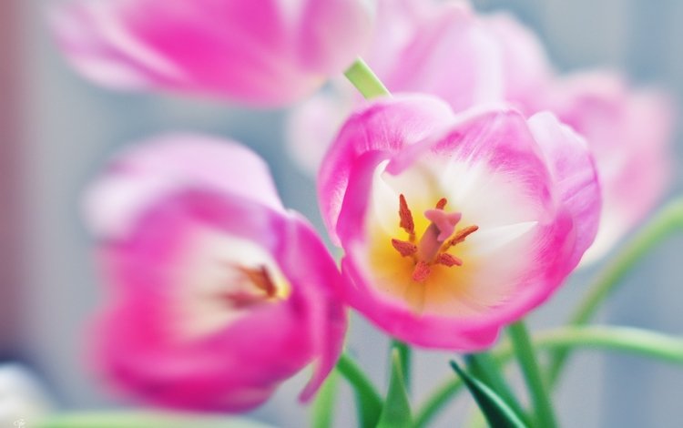 цветы, тюльпаны, розовые, flowers, tulips, pink