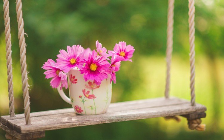 цветы, природа, фон, розовые, чашка, качели, космея, flowers, nature, background, pink, cup, swing, kosmeya