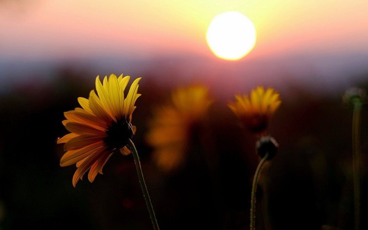 цветы, солнце, закат, поле, лепестки, желтые, flowers, the sun, sunset, field, petals, yellow