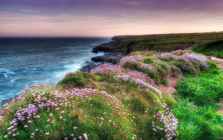 цветы, вечер, скалы, берег, море, побережье, flowers, the evening, rocks, shore, sea, coast