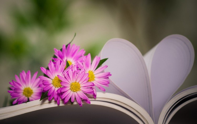 цветы, сердце, книга, хризантемы, боке, страницы, flowers, heart, book, chrysanthemum, bokeh, page