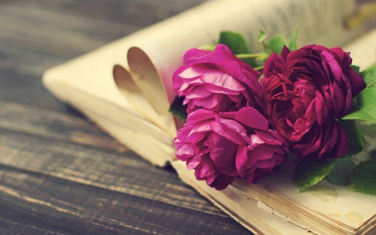 цветы, розы, доски, книга, страницы, пионы, flowers, roses, board, book, page, peonies