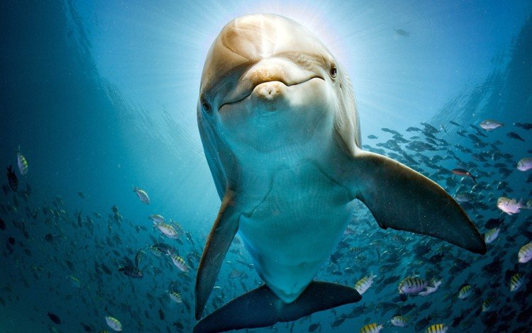 море, рыбы, дельфин, подводный мир, sea, fish, dolphin, underwater world