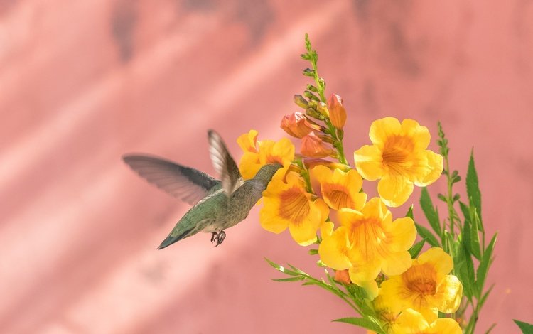 фон, цветок, крылья, птица, колибри, калипта анны, background, flower, wings, bird, hummingbird, calypte anna