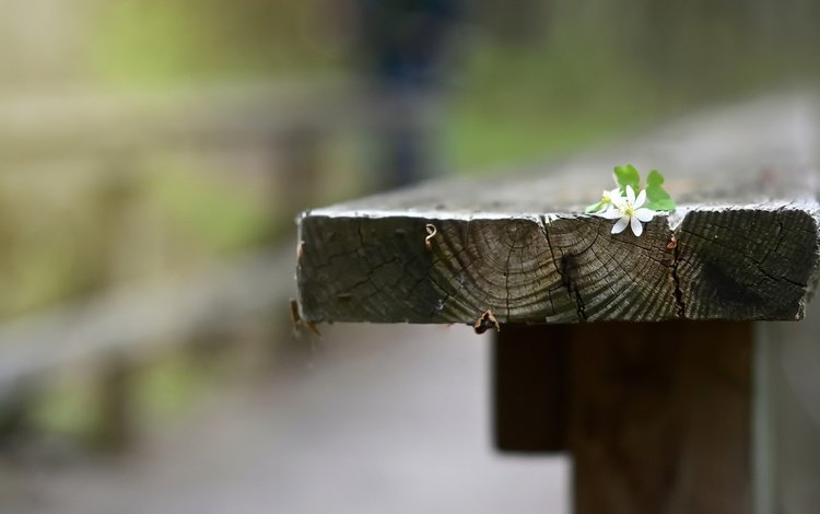 фон, цветок, скамья, background, flower, bench
